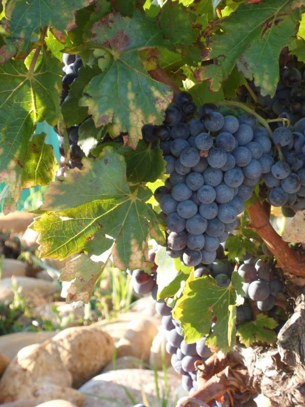 Wine Grapes on Vine