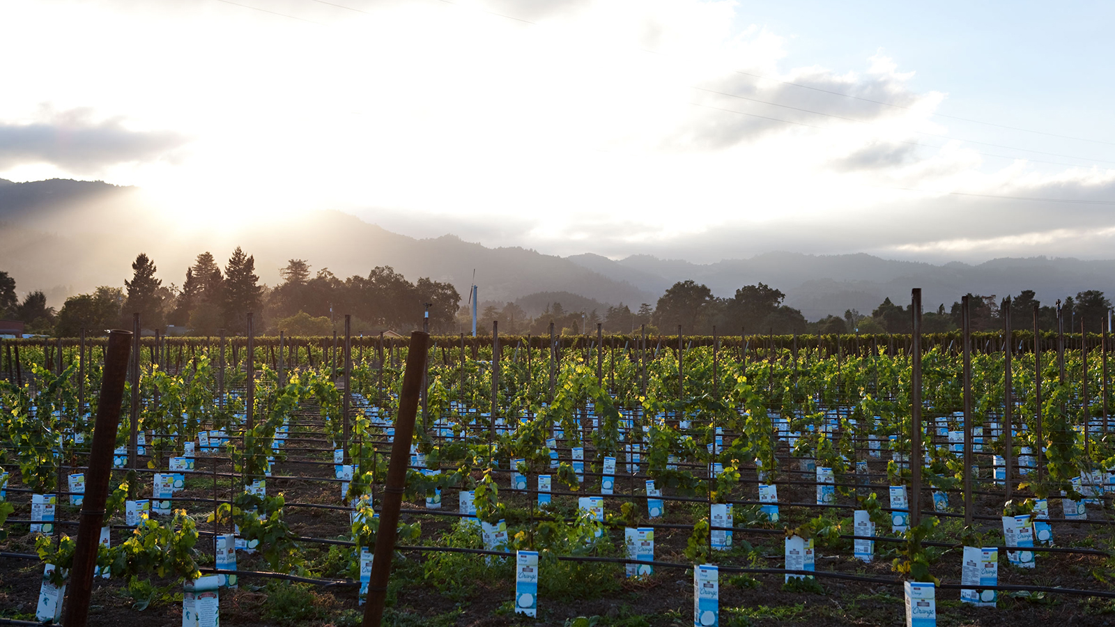 Boisset Vineyard Landscape